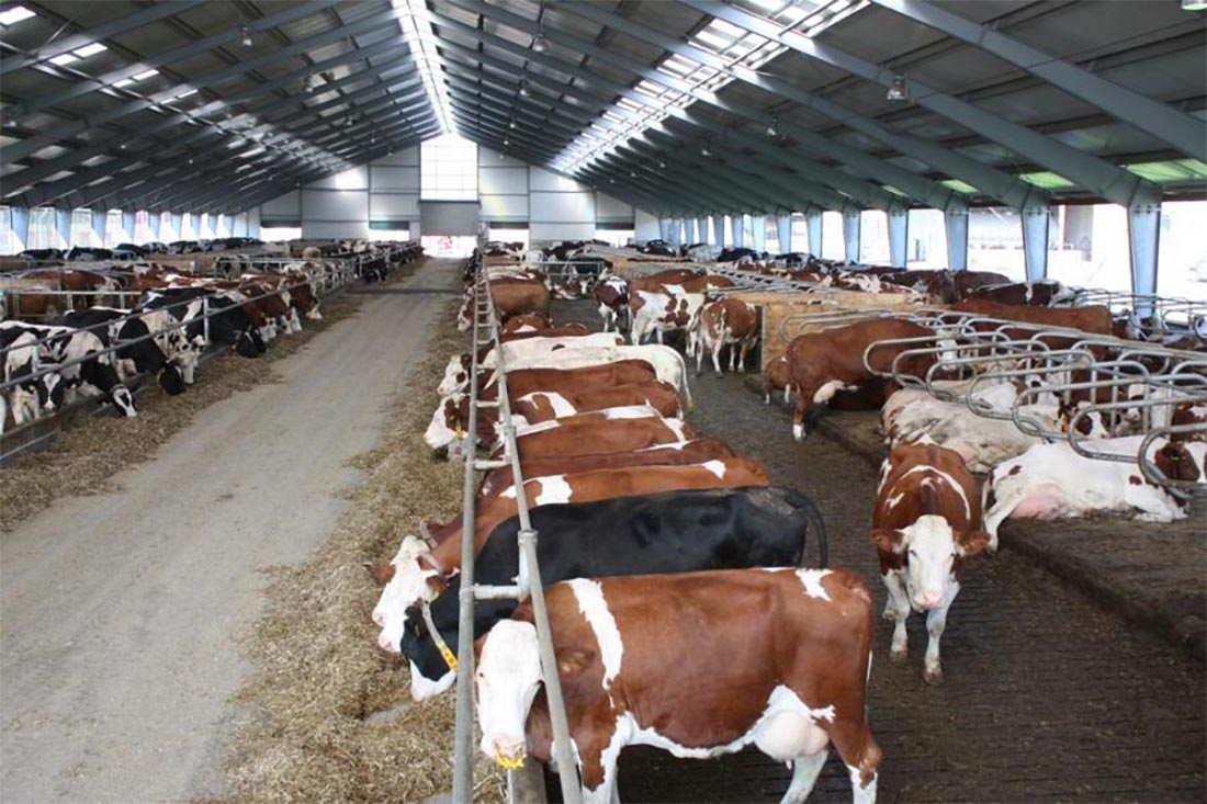 Inside a steel cattle shed showing feeding alley layout and spacious livestock housing