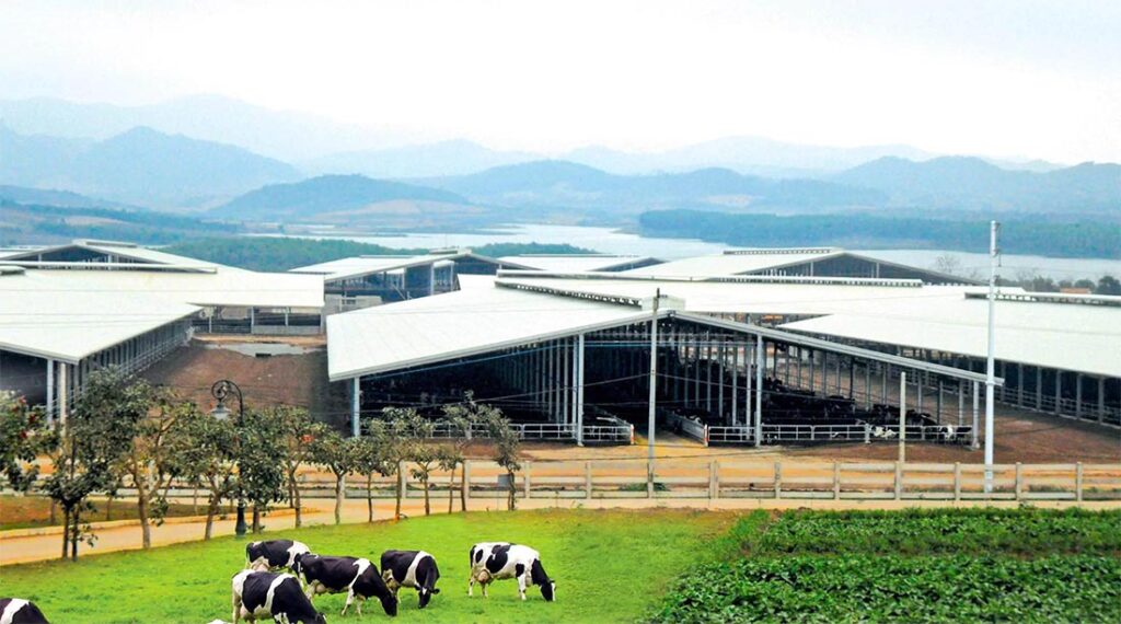 Large steel cattle shed complex designed for efficient livestock shelter and farm operations